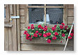 De rode geraniums aan het tuinhuisje