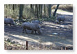 Groepje neushoorns