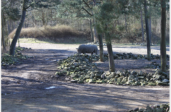 Neushoorn