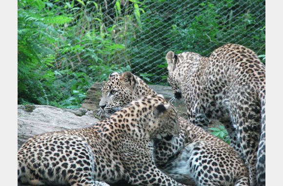 schitterend