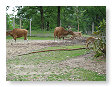 soort van koeien