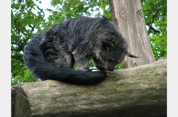tis een binturong