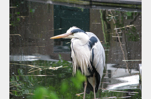een reiger