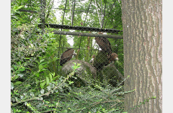 roofvogels