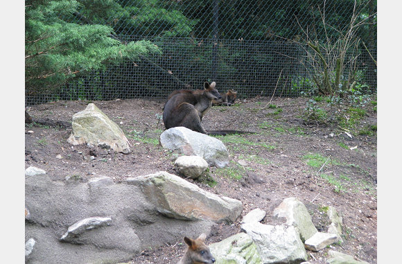 kangaroe's