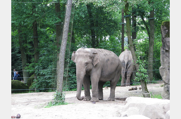 de olifant