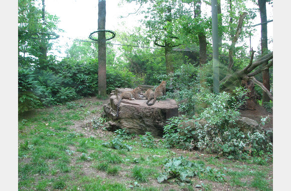 luipaarden