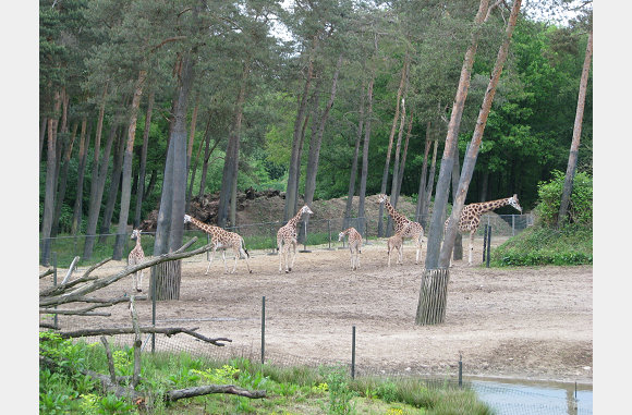 en giraffen