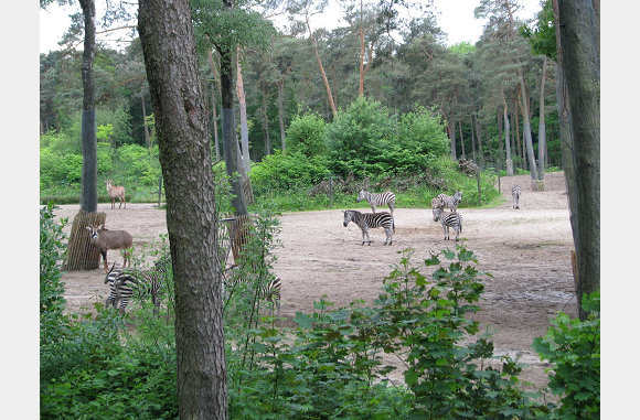 weer die safari