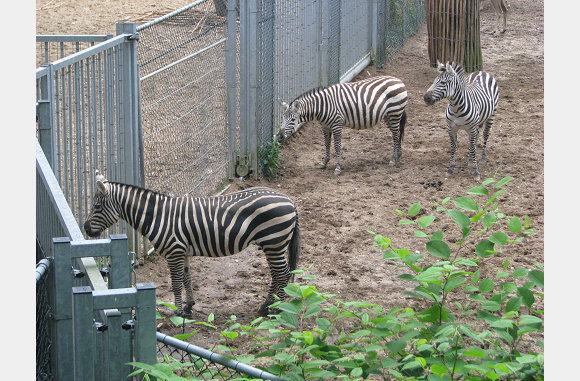 weer die zebra's
