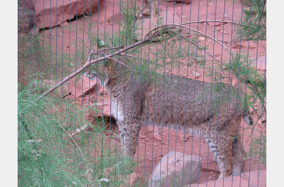 een lynx