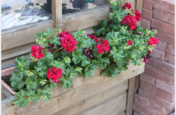 onze geraniums aan het huisje