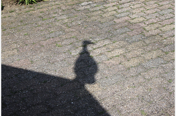 onze wind zwaan