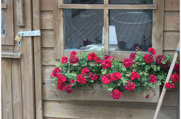 De rode geraniums aan het tuinhuisje
