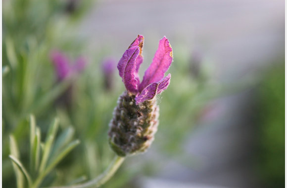 lavendel
