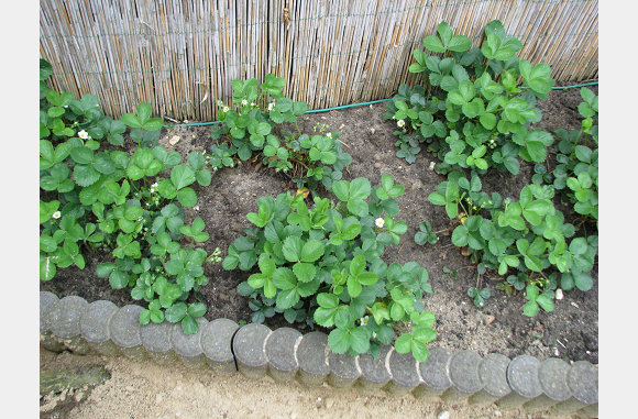 Nu nog kleine aardbeiplantjes