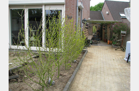 Ons wat straks een gekleurd haagje moet zijn