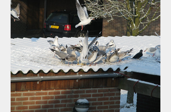 Begin januari, de vogels hebben honger
