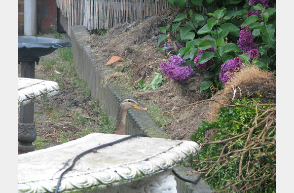 Eenden in de tuin