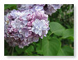 Mooie bloemen
