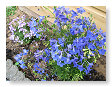 En blauw