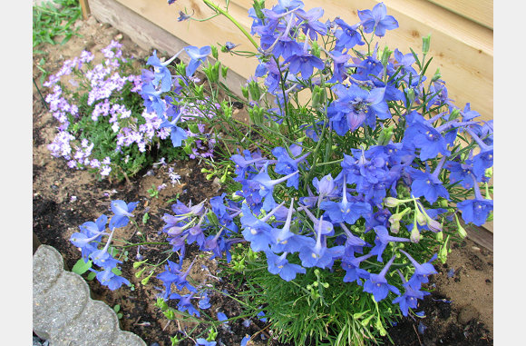 En blauw