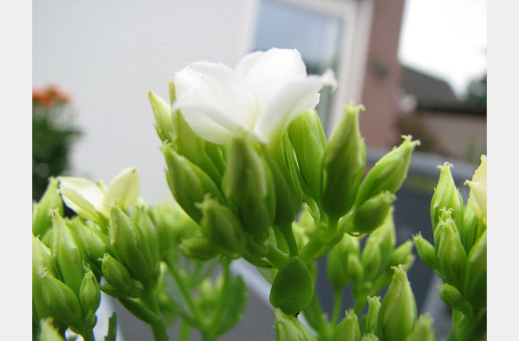De nieuwe bloemetjes