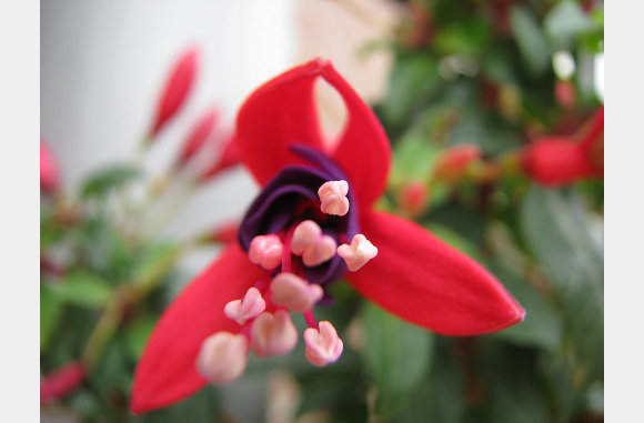 een fuchsia