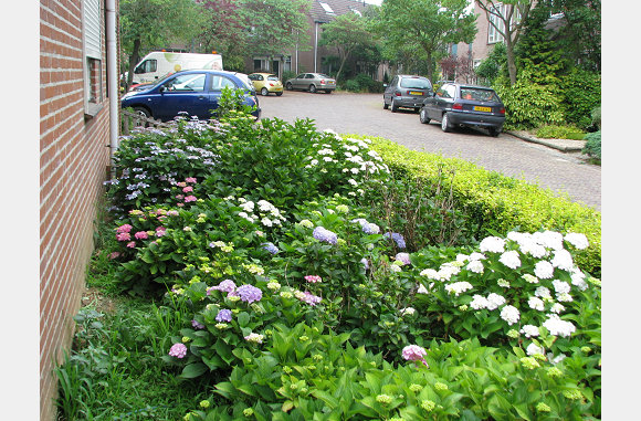 en hortensia's