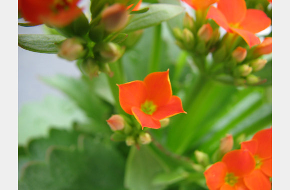 Oranje boven