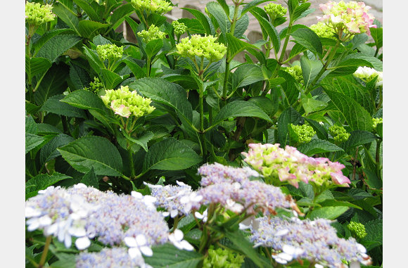 de tuin zit vol met knoppen