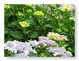 de tuin zit vol met knoppen