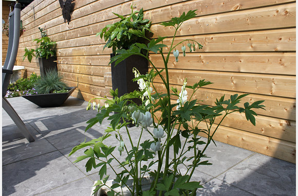 een hartjes plant