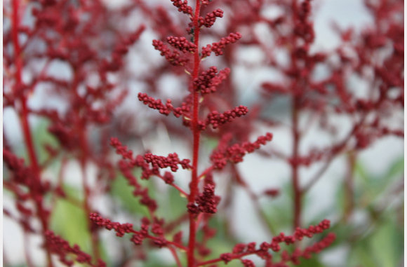 en zo rood.