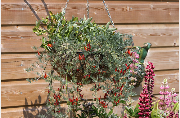 de rode bloemen in de hanging basket blijven komen