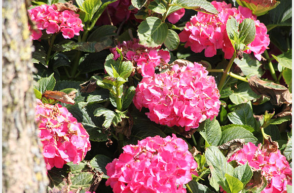 lekker roze