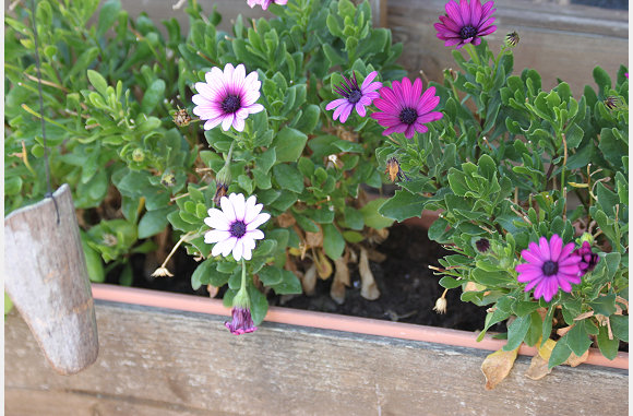 margrietjes