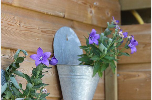 paarse bloemen