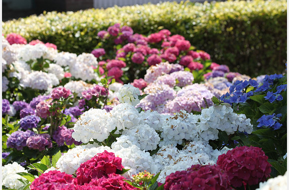 bloemenpracht