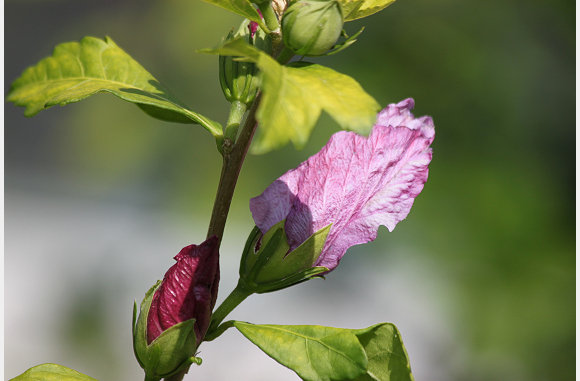 sommige bloemen komen uit