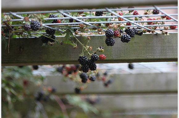 bramenstruik hangt vol