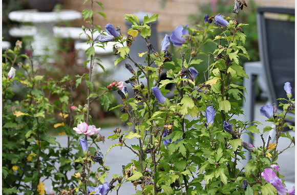 ook genoeg bloemen