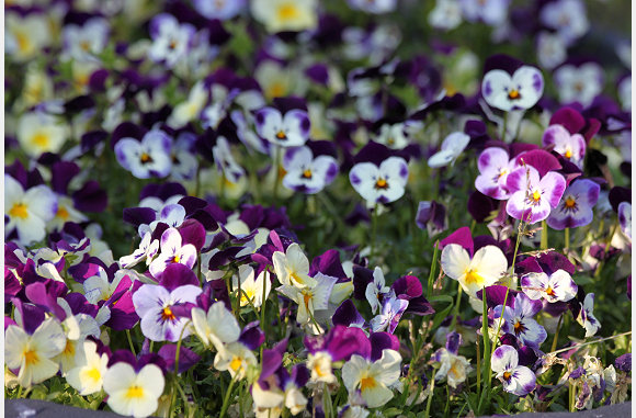 nog meer violen