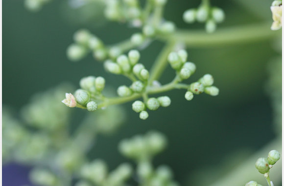 Planten in de knop
