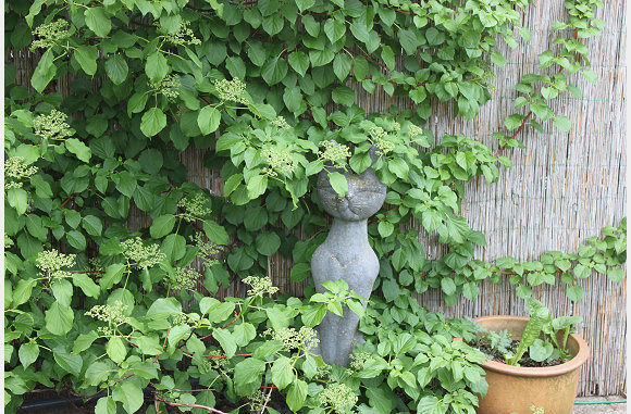 De klimhortensia