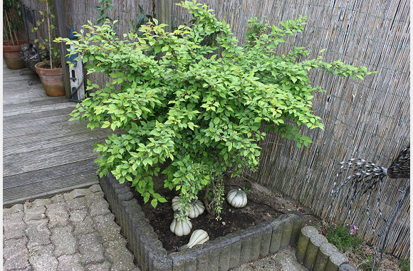 De Tuin 10 mei 2013