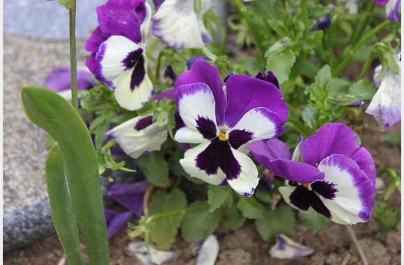 Viooltjes