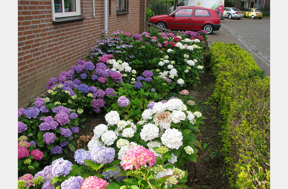 De hele voortuin vol