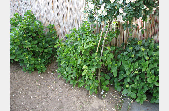 De hortensia's in knop