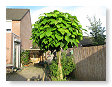 De trompetboom staat ook weer vol in blad